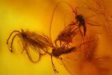 Detailed Fossil Spiders, Springtails and Flies in Baltic Amber #163499-2